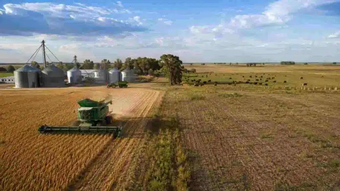Producción agropecuaria argentina con cosechadora, silos, cultivos y ganado en un establecimiento de la región pampeana.