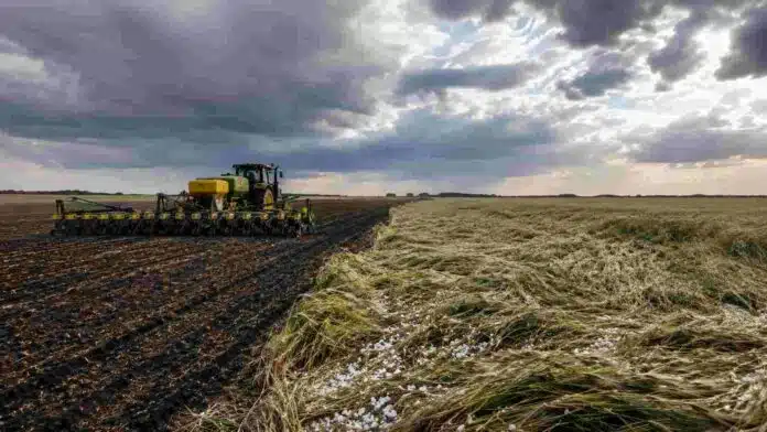 Tractor sembrando maíz en la Región Núcleo junto a un lote de trigo afectado por granizo, bajo un cielo de tormenta.
