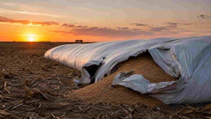 Aplicación de fertilización foliar sobre un cultivo en pleno desarrollo mediante una pulverizadora agrícola en el campo.