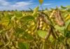 Soja: la defoliación durante el llenado puede reducir el aceite y la calidad del grano Planta de soja con vainas y granos durante el llenado, etapa clave para definir el contenido de aceite, proteína y la calidad del grano.