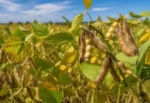 Soja: la defoliación durante el llenado puede reducir el aceite y la calidad del grano Planta de soja con vainas y granos durante el llenado, etapa clave para definir el contenido de aceite, proteína y la calidad del grano.