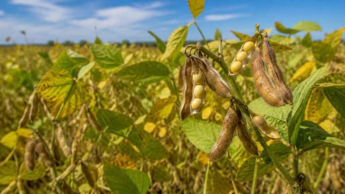 Planta de soja con vainas y granos durante el llenado, etapa clave para definir el contenido de aceite, proteína y la calidad del grano.