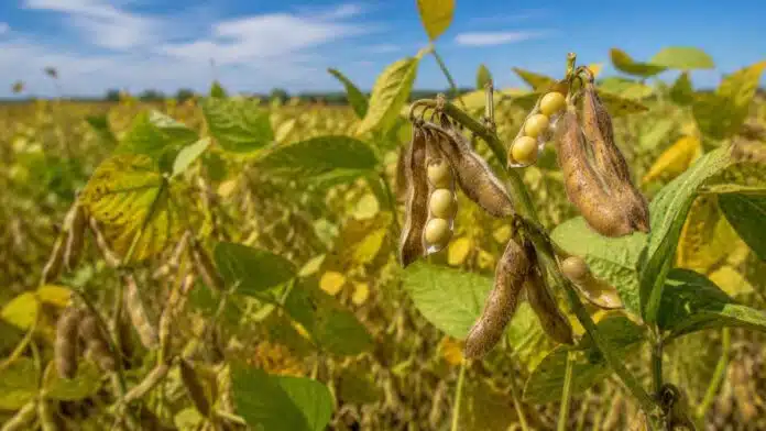 soja-calidad-grano-defoliacion Planta de soja con vainas y granos durante el llenado, etapa clave para definir el contenido de aceite, proteína y la calidad del grano.