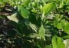 Una nueva soja Enlist apunta a combinar rendimiento y estabilidad Plantas de soja en desarrollo en un lote agrícola, imagen ilustrativa de la nueva variedad Enlist de Nidera.