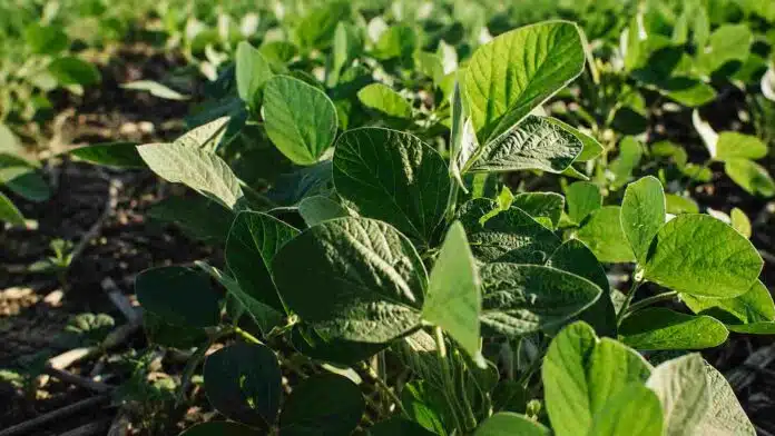 soja-enlist-nidera-grupo-5-corto-ruralnet Plantas de soja en desarrollo en un lote agrícola, imagen ilustrativa de la nueva variedad Enlist de Nidera.
