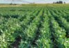 INTA pone el foco en el fósforo y revela datos clave para la próxima campaña de soja Lote de soja en Entre Ríos bajo sistema de riego, utilizado en ensayos sobre rendimiento, fertilización y manejo del cultivo.
