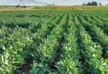 INTA pone el foco en el fósforo y revela datos clave para la próxima campaña de soja Lote de soja en Entre Ríos bajo sistema de riego, utilizado en ensayos sobre rendimiento, fertilización y manejo del cultivo.