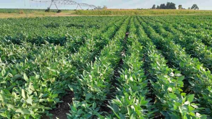 soja-entre-rios-rendimiento-fertilizacion Lote de soja en Entre Ríos bajo sistema de riego, utilizado en ensayos sobre rendimiento, fertilización y manejo del cultivo.