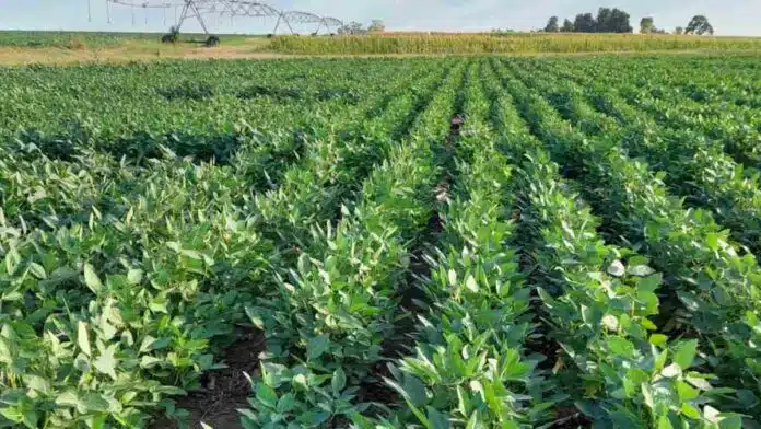 Lote de soja en Entre Ríos bajo sistema de riego, utilizado en ensayos sobre rendimiento, fertilización y manejo del cultivo.