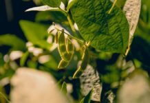 NK posiciona dos sojas para la nueva campaña y apunta a mejorar el manejo por ambiente Vainas de soja en una planta durante el desarrollo del cultivo en la campaña 2026/27.