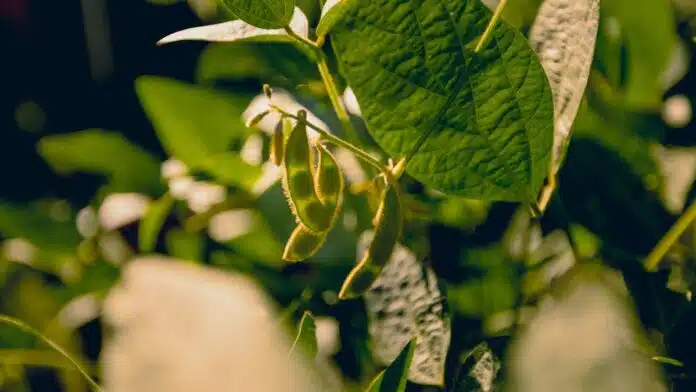 Vainas de soja en una planta durante el desarrollo del cultivo en la campaña 2026/27.