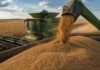 La soja superó los $ 500.000, le gana a la inflación y activa las ventas de los productores Cosechadora descarga soja durante la cosecha, en un contexto de suba del precio interno y fuerte aumento de las ventas de productores.