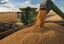 La soja superó los $ 500.000, le gana a la inflación y activa las ventas de los productores Cosechadora descarga soja durante la cosecha, en un contexto de suba del precio interno y fuerte aumento de las ventas de productores.