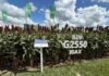 El sorgo gana terreno para la campaña 2026/27 con genética y nuevas tecnologías de manejo Lote demostrativo de sorgo ADV G2550 IGAX de Advanta, una de las opciones genéticas para la campaña 2026/27.