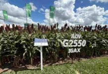 El sorgo gana terreno para la campaña 2026/27 con genética y nuevas tecnologías de manejo Lote demostrativo de sorgo ADV G2550 IGAX de Advanta, una de las opciones genéticas para la campaña 2026/27.