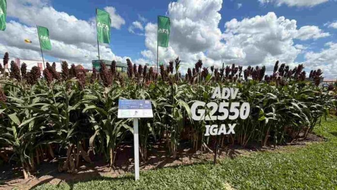 sorgo-advanta-g2550-igax-2026 Lote demostrativo de sorgo ADV G2550 IGAX de Advanta, una de las opciones genéticas para la campaña 2026/27.