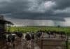 Tambos argentinos: la producción sigue en alza, pero el sector se prepara ante un El Niño intenso Tambo con vacas en un establecimiento lechero bajo un frente de tormenta intenso, en una escena asociada al impacto del fenómeno de El Niño.
