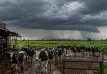 Tambos argentinos: la producción sigue en alza, pero el sector se prepara ante un El Niño intenso Tambo con vacas en un establecimiento lechero bajo un frente de tormenta intenso, en una escena asociada al impacto del fenómeno de El Niño.