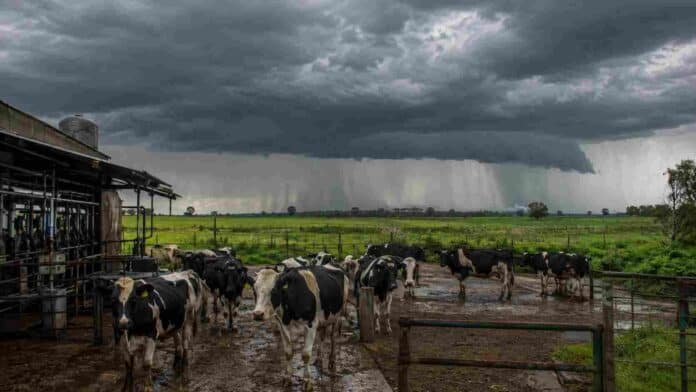 Tambo con vacas en un establecimiento lechero bajo un frente de tormenta intenso, en una escena asociada al impacto del fenómeno de El Niño.