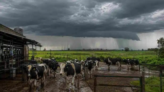 tambo-fenomeno-nino-tormentas Tambo con vacas en un establecimiento lechero bajo un frente de tormenta intenso, en una escena asociada al impacto del fenómeno de El Niño.