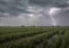 Heladas en 6 provincias y lluvias en el NEA: pronóstico agropecuario del 13 al 15 de agosto Campo rural del Chaco con hileras de trigo bajo lluvia ligera, cielo cubierto de nubes de tormenta y relámpagos en un paisaje agrícola húmedo.