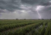 Heladas en 6 provincias y lluvias en el NEA: pronóstico agropecuario del 13 al 15 de agosto Campo rural del Chaco con hileras de trigo bajo lluvia ligera, cielo cubierto de nubes de tormenta y relámpagos en un paisaje agrícola húmedo.