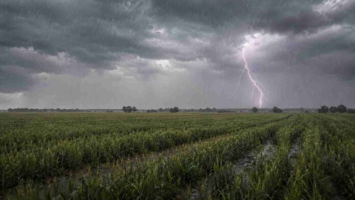 Campo rural del Chaco con hileras de trigo bajo lluvia ligera, cielo cubierto de nubes de tormenta y relámpagos en un paisaje agrícola húmedo.