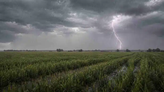 tormenta-sobre-trigo-en-chaco-16-9 Campo rural del Chaco con hileras de trigo bajo lluvia ligera, cielo cubierto de nubes de tormenta y relámpagos en un paisaje agrícola húmedo.
