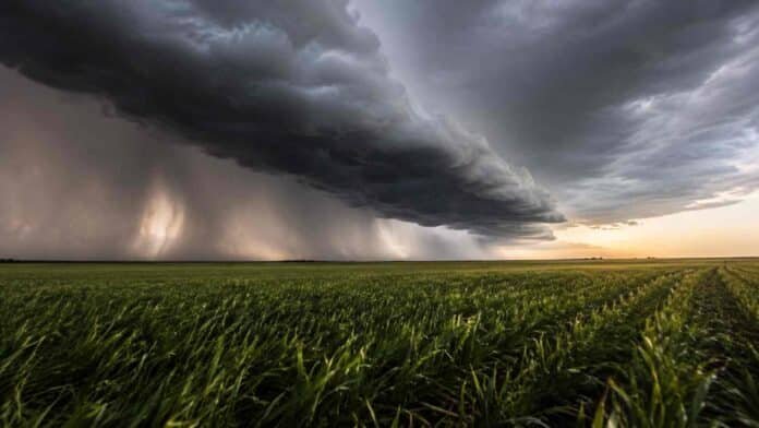 tormentas-region-central-pronostico-agropecuario. Enorme nube arcus con cortinas de lluvia avanzando sobre un cultivo de trigo en la región central argentina.