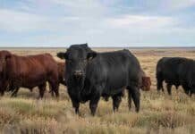 Control de toros: la herramienta clave para mejorar la preñez en los rodeos de Corrientes toros en la llanura abierta
