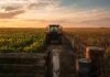Los márgenes agrícolas mejoran en julio, pero el alquiler sigue en rojo Tractor Massey Ferguson moderno con cabina avanza hacia el horizonte por un camino rural entre un cultivo verde y otro más seco, al atardecer.