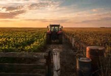 Los márgenes agrícolas mejoran en julio, pero el alquiler sigue en rojo Tractor Massey Ferguson moderno con cabina avanza hacia el horizonte por un camino rural entre un cultivo verde y otro más seco, al atardecer.
