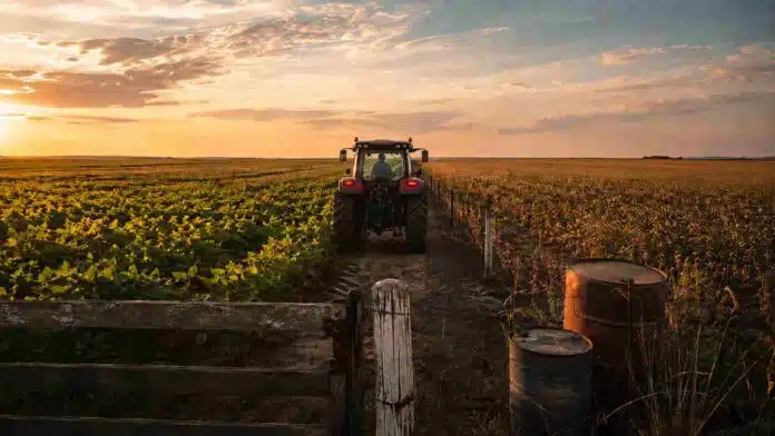 tractor-massey-ferguson-camino-rural-atardecer Tractor Massey Ferguson moderno con cabina avanza hacia el horizonte por un camino rural entre un cultivo verde y otro más seco, al atardecer.