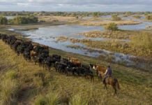 Ante la amenaza de un Súper Niño, ganaderos entrerrianos recuerdan la inundación de 2007 y no esperan más Productores a caballo trasladan un rodeo hacia campos altos del Delta entrerriano, mientras la creciente cubre los sectores bajos.
