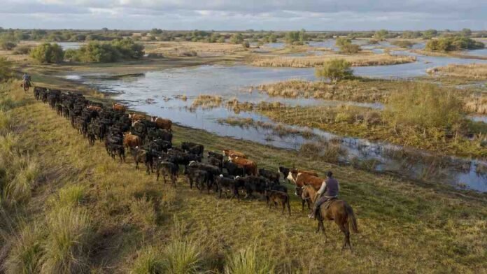 Productores a caballo trasladan un rodeo hacia campos altos del Delta entrerriano, mientras la creciente cubre los sectores bajos.