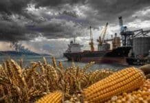 Con los puertos del Mar Negro paralizados, el trigo argentino podría ganar nuevos mercados Espigas de trigo y maíz en primer plano frente a un puerto exportador bajo un cielo tormentoso, en alusión al impacto del conflicto en la región del Mar Negro sobre los precios agrícolas.