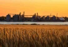 Soja y trigo suben en Rosario: el cereal reacciona por la tensión en el Mar Negro Campo de trigo dorado al atardecer frente a silos y un buque granelero en un puerto sobre el río Paraná