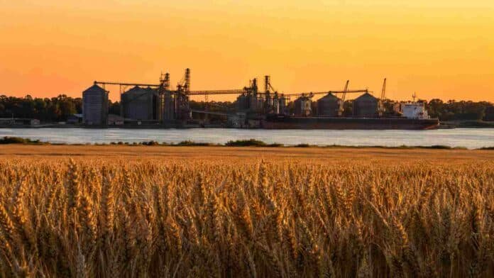 Campo de trigo dorado al atardecer frente a silos y un buque granelero en un puerto sobre el río Paraná