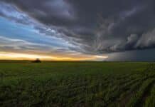 Lluvias en el NEA y heladas en el centro: así llega el fin de semana al campo Lote de trigo en macollaje bajo un frente de tormenta al atardecer en la región pampeana argentina.