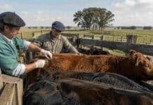 Crece el rechazo a los cambios en la vacunación antiaftosa y piden derogar la resolución Veterinario aplica una vacuna a bovinos en un establecimiento ganadero de Buenos Aires durante una campaña sanitaria.