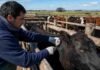 El costo real de la vacuna antiaftosa cayó 33%, según la SRA Trabajador rural aplica la vacuna antiaftosa a un bovino en un establecimiento ganadero argentino.