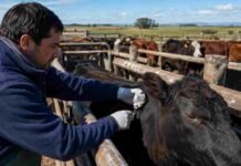El costo real de la vacuna antiaftosa cayó 33%, según la SRA Trabajador rural aplica la vacuna antiaftosa a un bovino en un establecimiento ganadero argentino.
