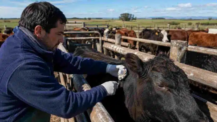 vacunacion-ganado-vacuna-antiaftosa-argentina Trabajador rural aplica la vacuna antiaftosa a un bovino en un establecimiento ganadero argentino.