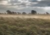 Ocho provincias quedan bajo alerta por lluvias, nieve, viento y Zonda Viento intenso atraviesa un campo durante la mañana, con el cultivo inclinado, polvo en suspensión y árboles doblados por las ráfagas.