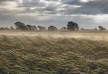Ocho provincias quedan bajo alerta por lluvias, nieve, viento y Zonda Viento intenso atraviesa un campo durante la mañana, con el cultivo inclinado, polvo en suspensión y árboles doblados por las ráfagas.