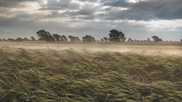 viento-intenso-campo-manana-alerta-meteorologica Viento intenso atraviesa un campo durante la mañana, con el cultivo inclinado, polvo en suspensión y árboles doblados por las ráfagas.
