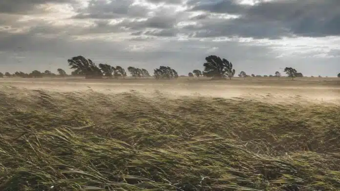 Viento intenso atraviesa un campo durante la mañana, con el cultivo inclinado, polvo en suspensión y árboles doblados por las ráfagas.