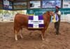 Limousin consagró sus campeones en Jesús María y crece la demanda por reproductores limousin Jesús María
