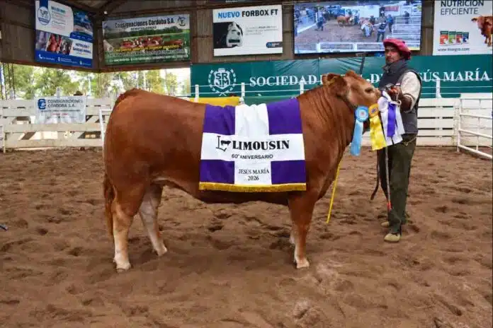 limousin Jesús María
