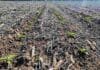 Santiago del Estero: el girasol avanza y el maíz cierra con 4,3 Mt